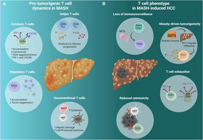 Τ cell-mediated adaptive immunity in the transition from metabolic dysfunction-associated steatohepatitis to hepatocellular carcinoma